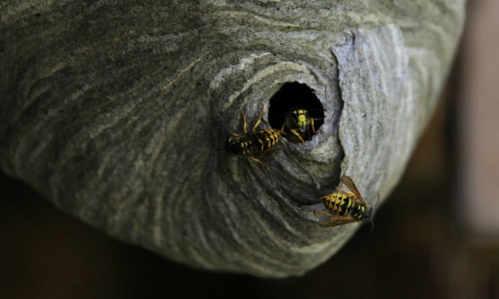 Yellow Jacket Nest Texas