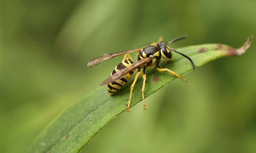 Southern Yellowjacket