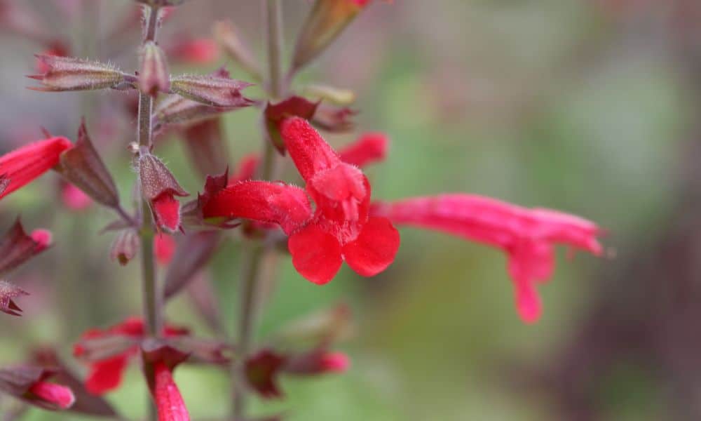 Salvia reoemeriana