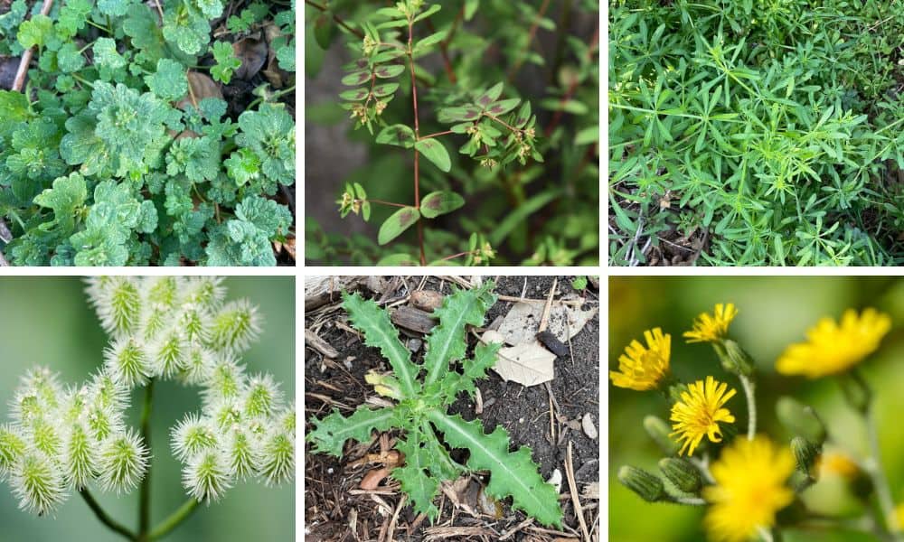 Garden Weeds Identification   Common Texas Weeds 