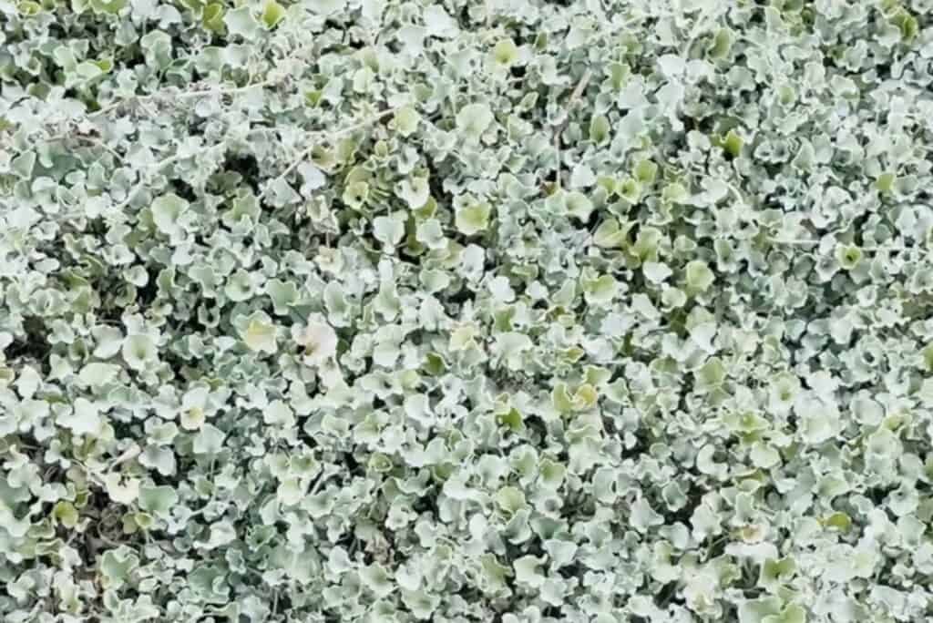 Silver ponysfoot groundcover (Dichondra argentea)