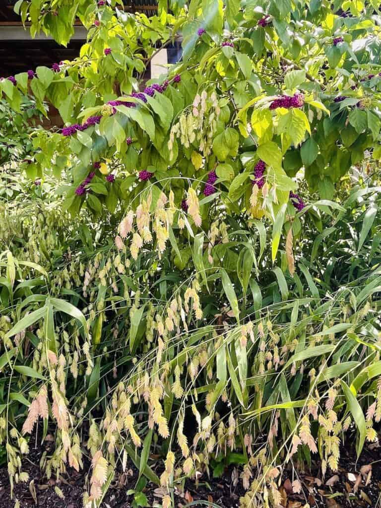 American Beautyberry and Inland Sea Oats