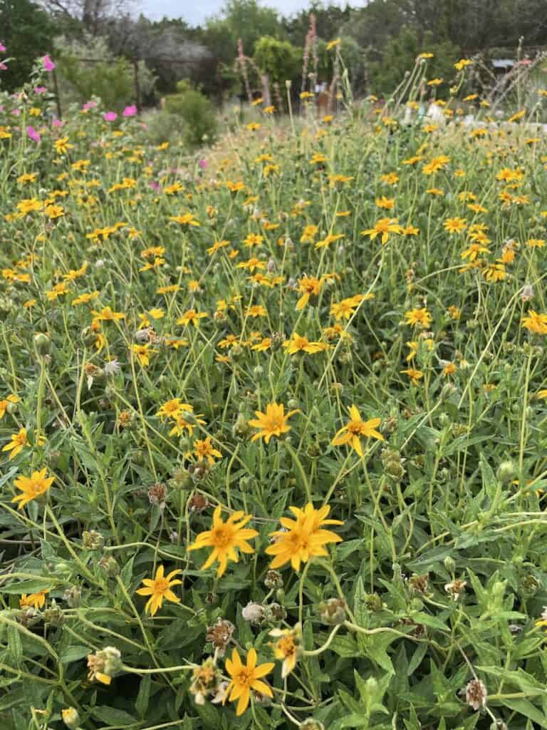 5 Reasons to Grow Zexmenia (Wedelia texana)