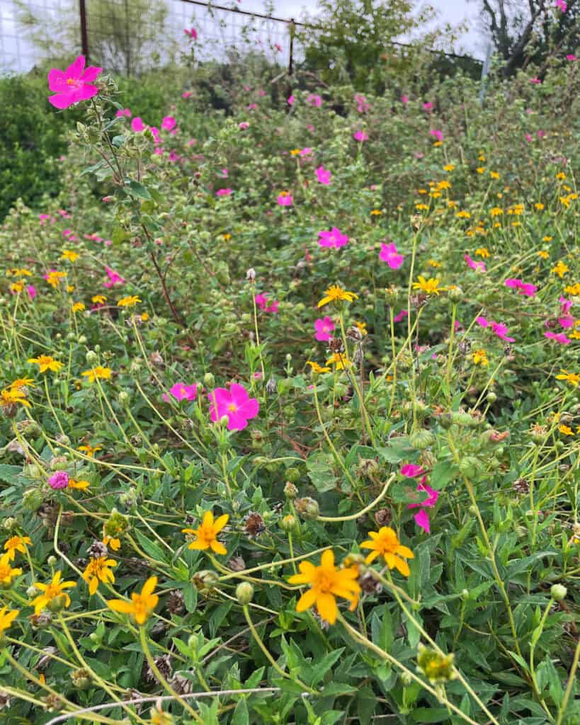 Wedelia texana and Rock Rose