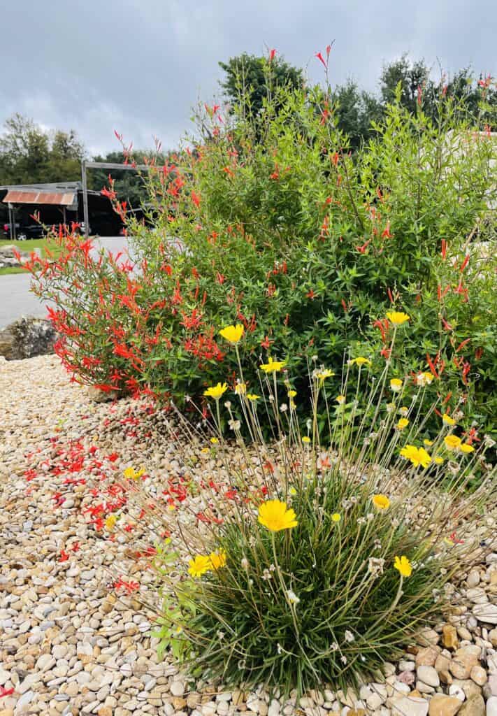 Four Nerve Daisy and Flame Acanthus in rock garden