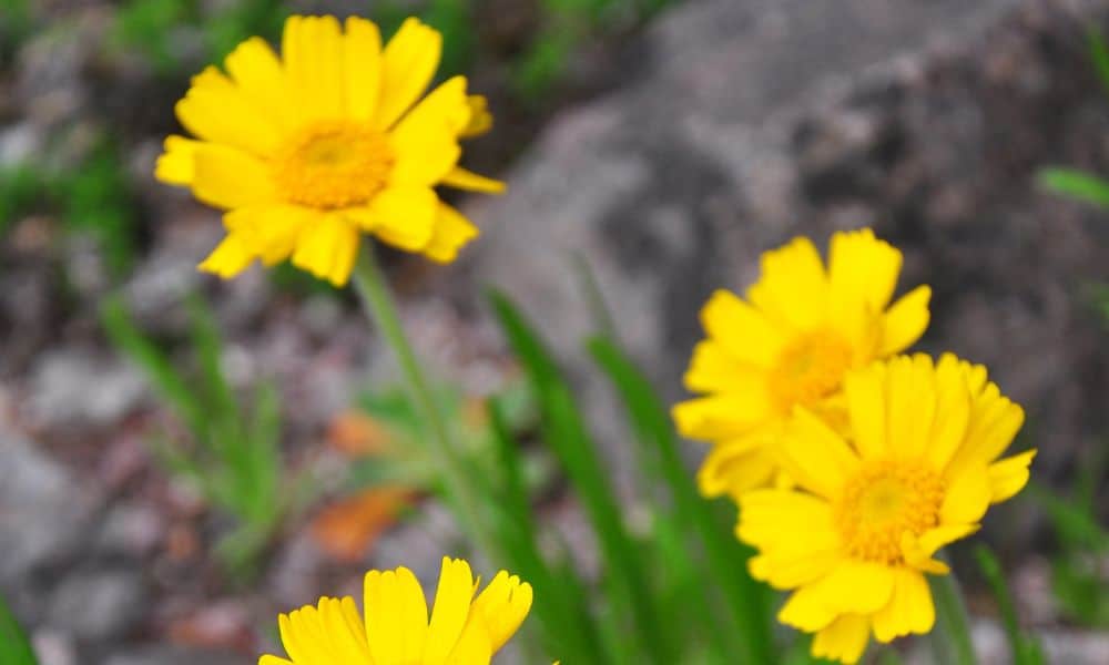 Four nerve daisy plant