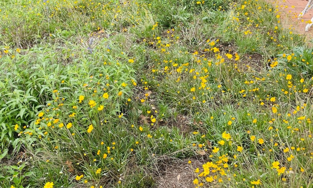 Tetraneuris scaposa Texas native plants