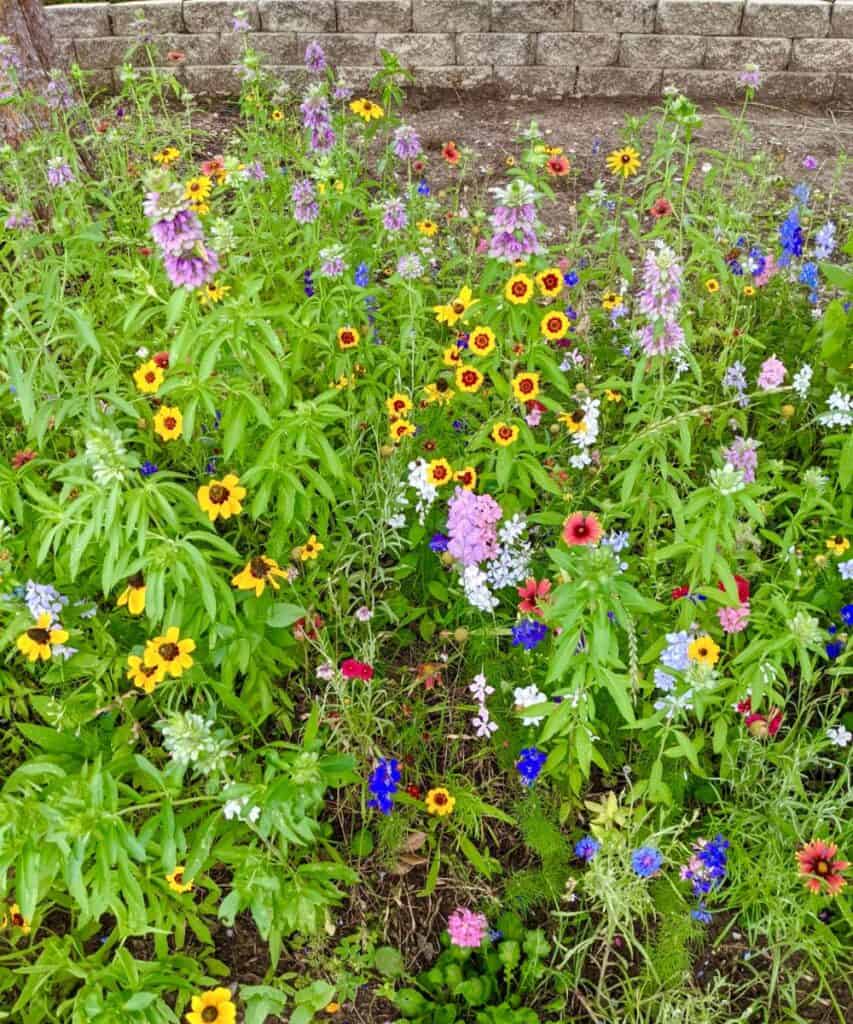 Texas wildflowers with Lemon Mint