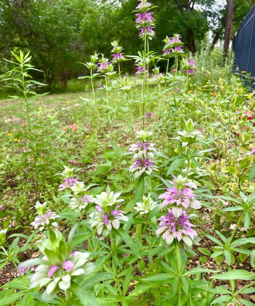 Horsemint