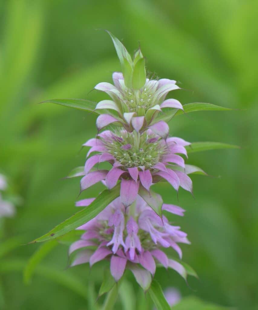 Lemon Mint flower