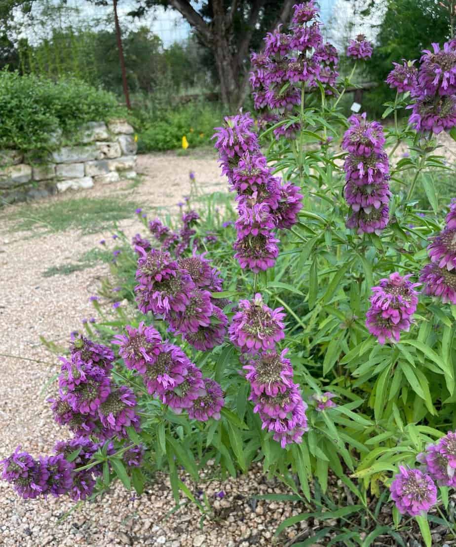 5 Reasons to Grow Lemon Mint (Monarda citriodora) - Native Backyards