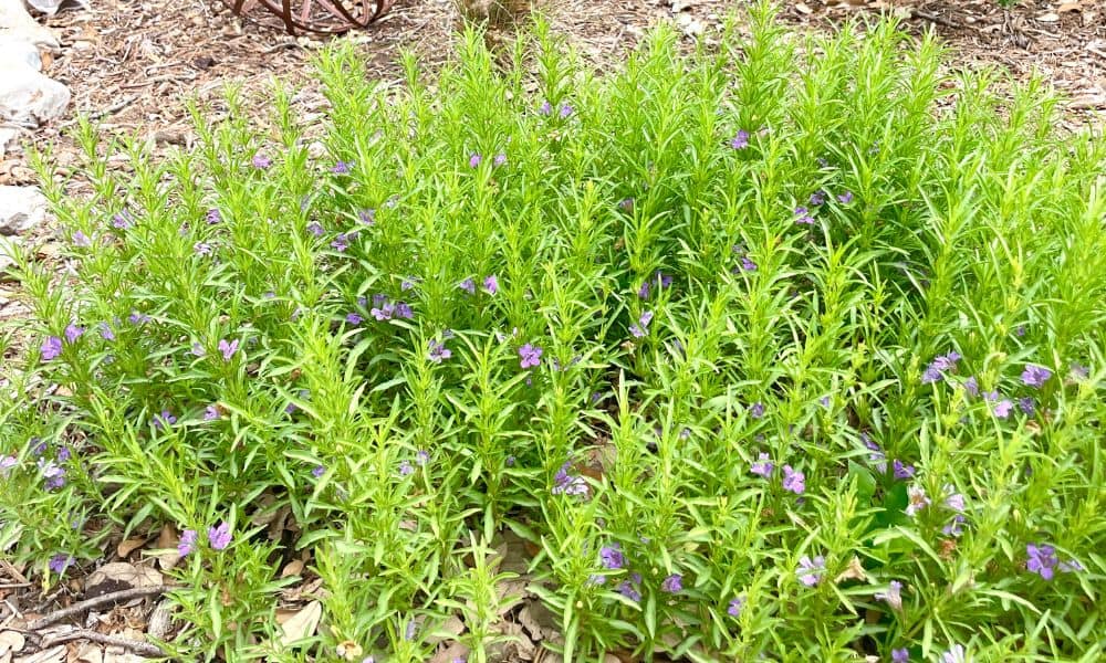 purple ground cover texas