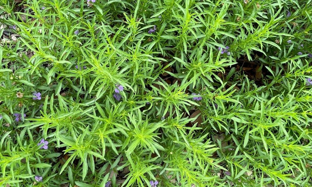 Snakeherb plant