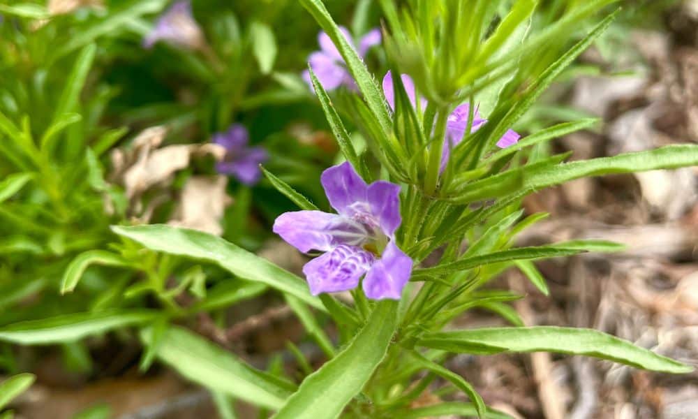 Snake herb flowers