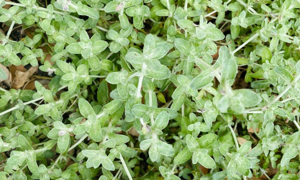 Top 7 Texas Native Ground Covers - Native Backyards