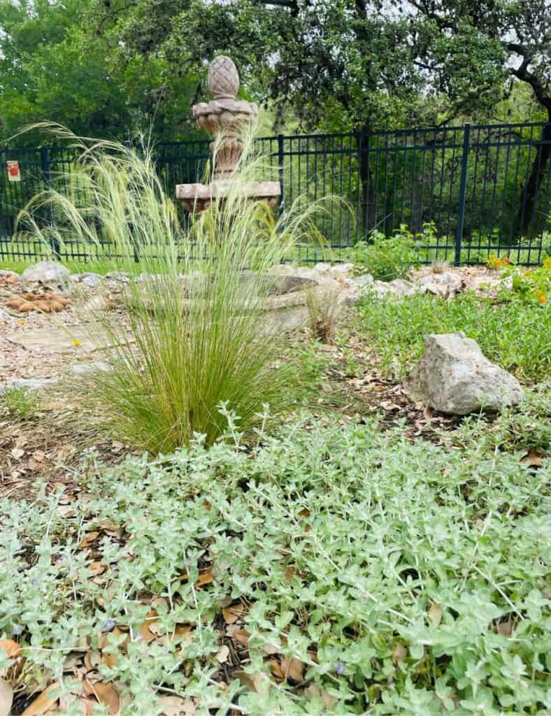 Woolly Stemodia and Mexican Feather Grass