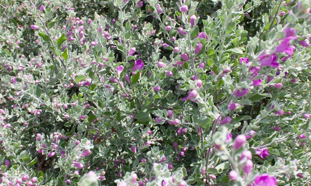 Silverado Texas Sage Hedge