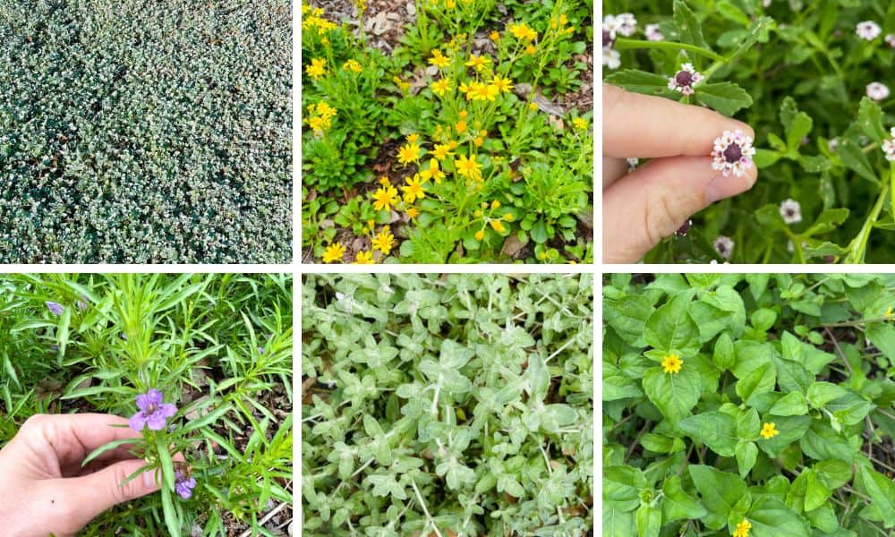 Drought resistant ground cover plants texas
