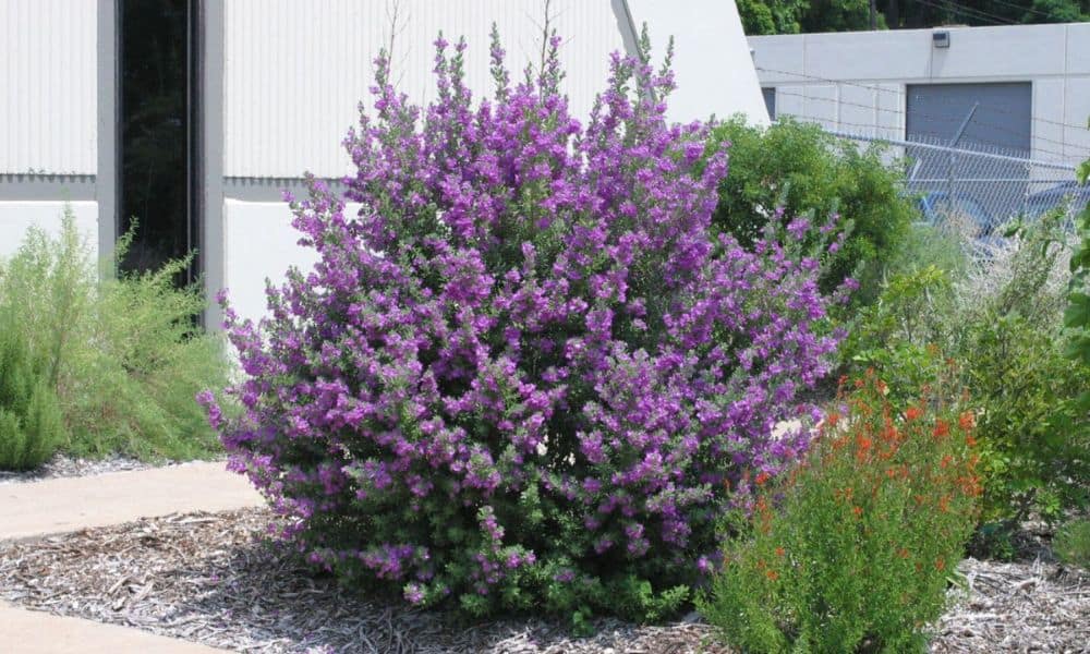 Cenizo evergreen Texas shrub