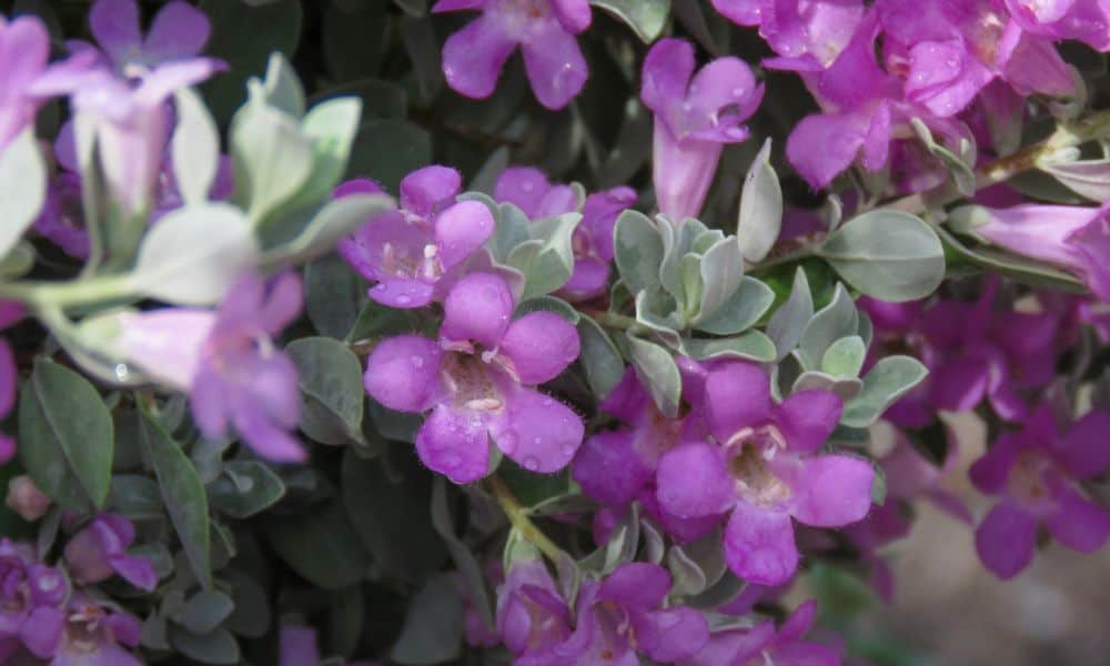 Texas sage shrub