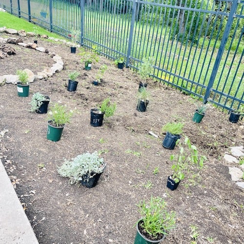 Removing grass for garden bed