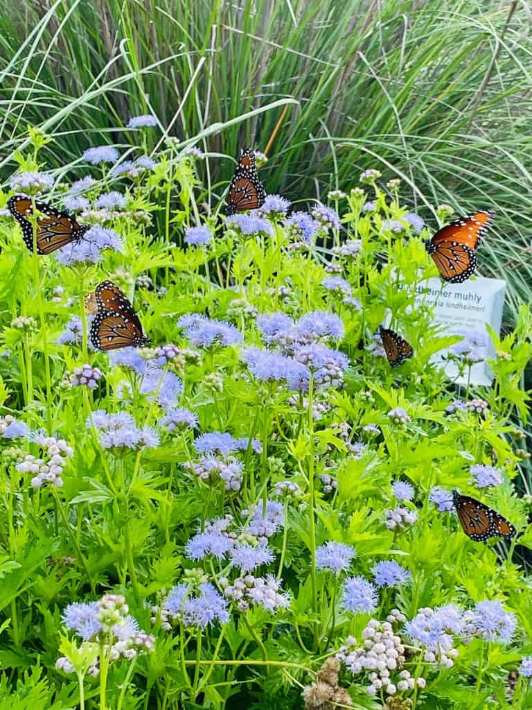 Butterfly Gardening Class