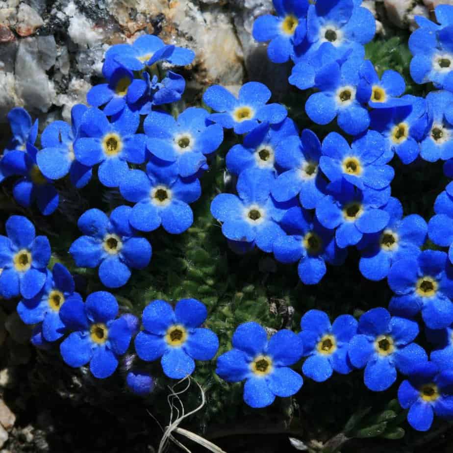 Canadian wildflowers