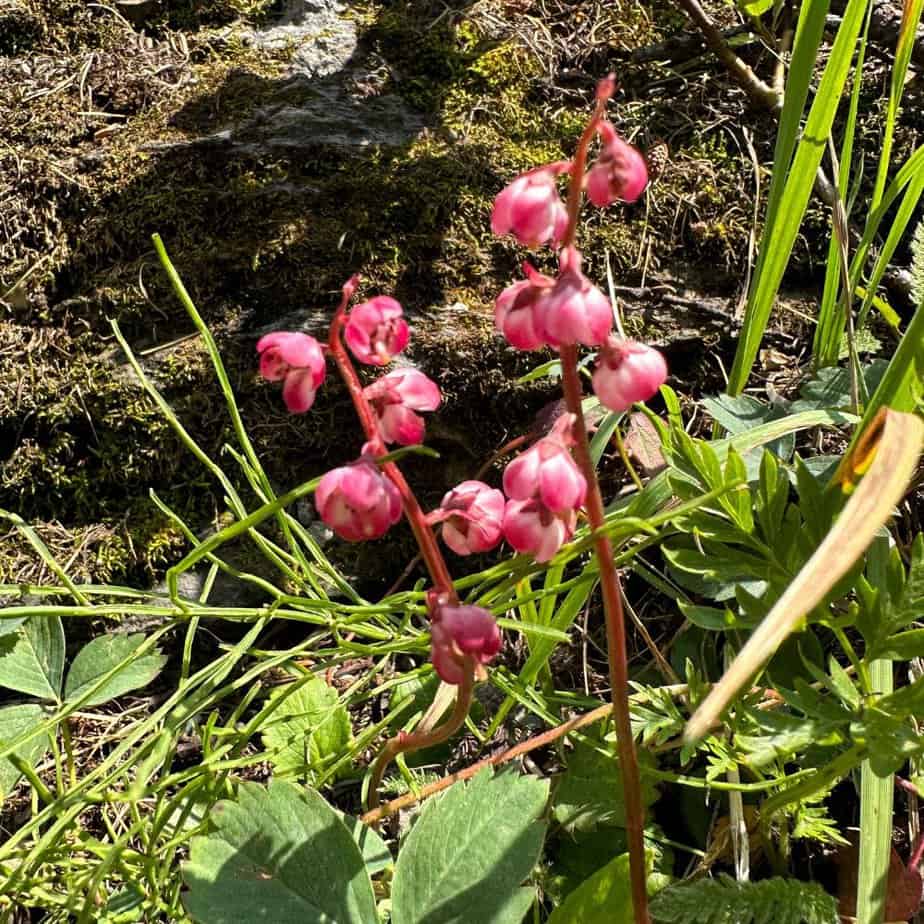 Alberta flora