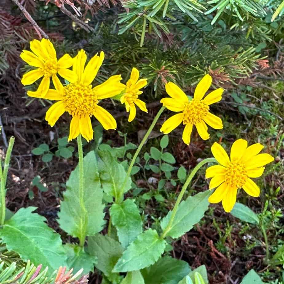 Banff yellow wildflower