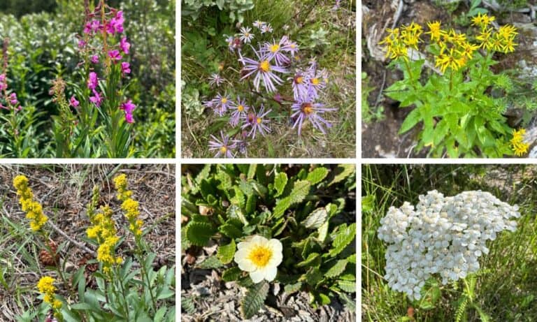 20 Beautiful Wildflowers of Alberta Canada