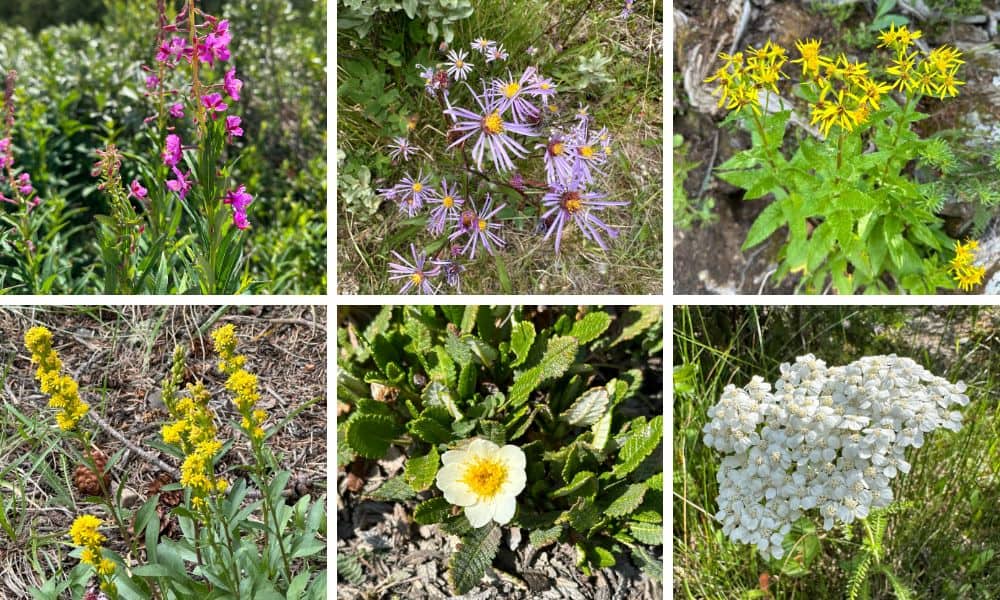 Wildflowers of Alberta Canada