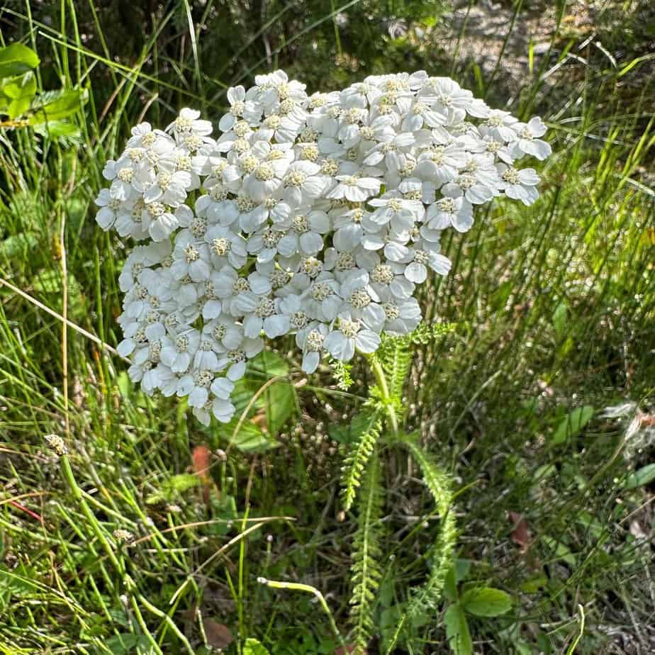 Canada wildflowers