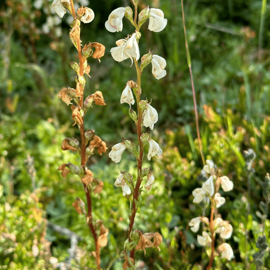 Wildflowers in Canada