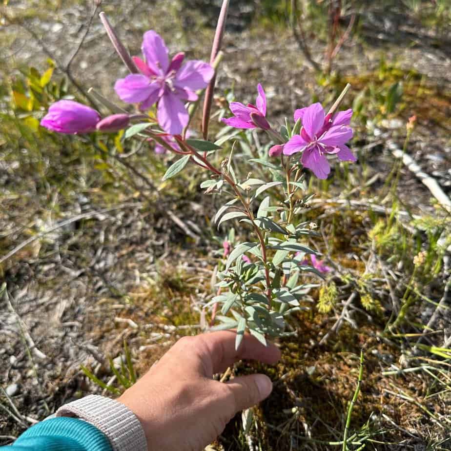 Canada pink wildflowers