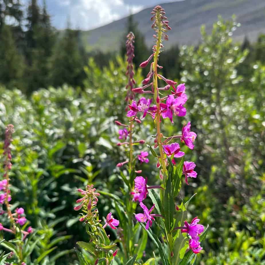 Fireweed in Banff