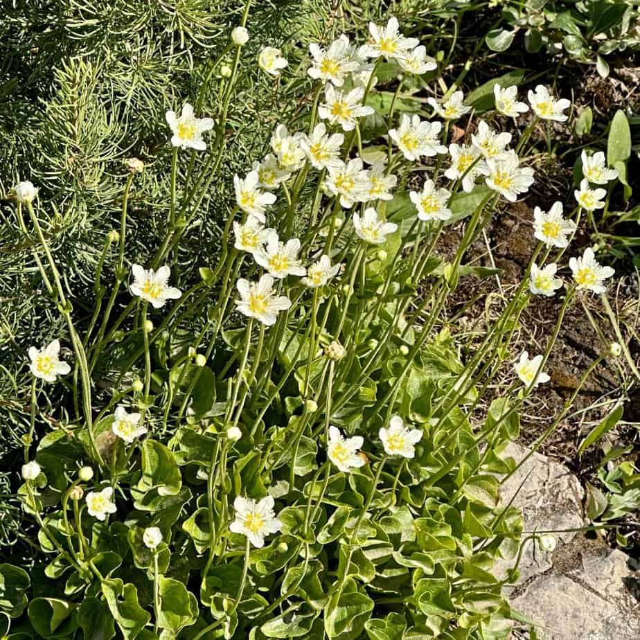 Canada wildflowers