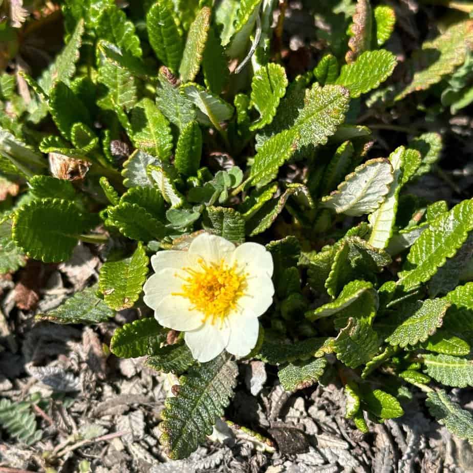 Banff wildflowers in alpine zones