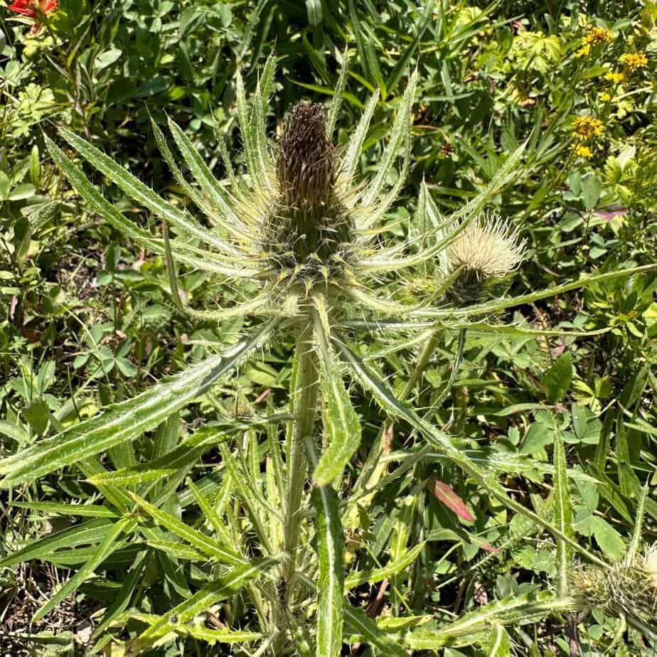 Canadian wildflowers