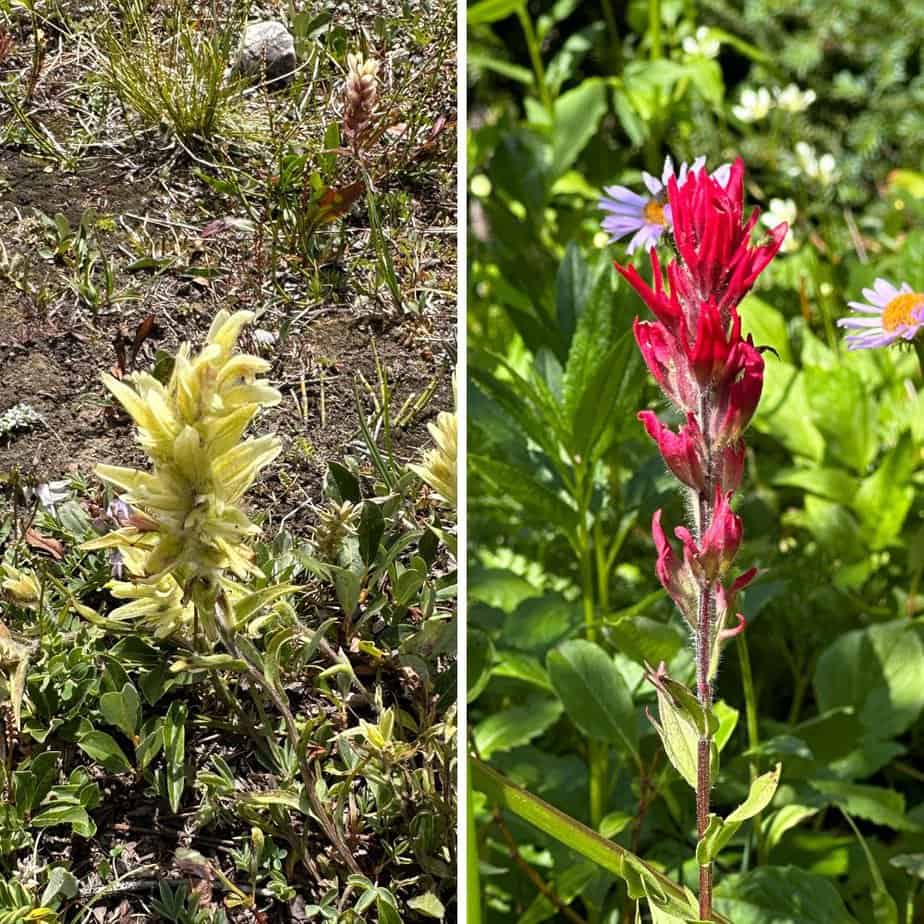 Alberta Wildflowers