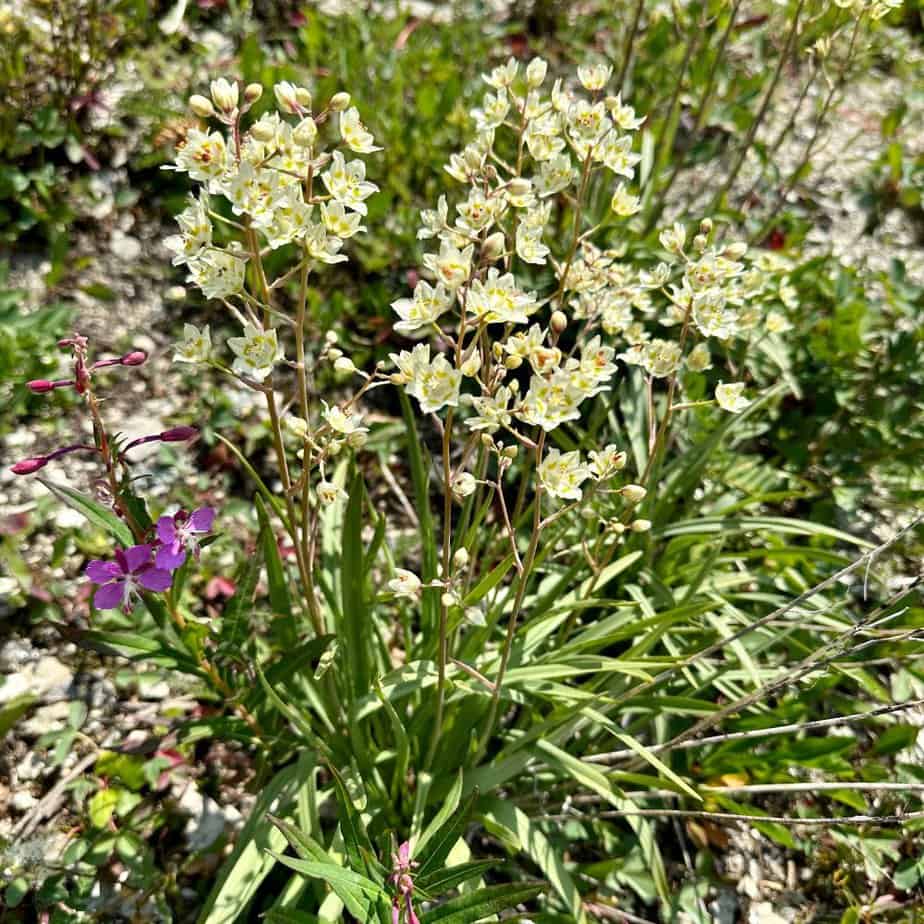 banff wildflowers