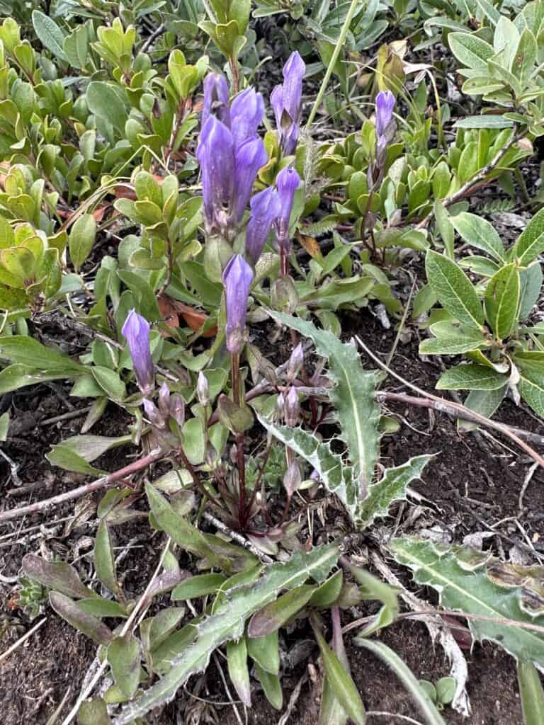 four part dwarf gentian