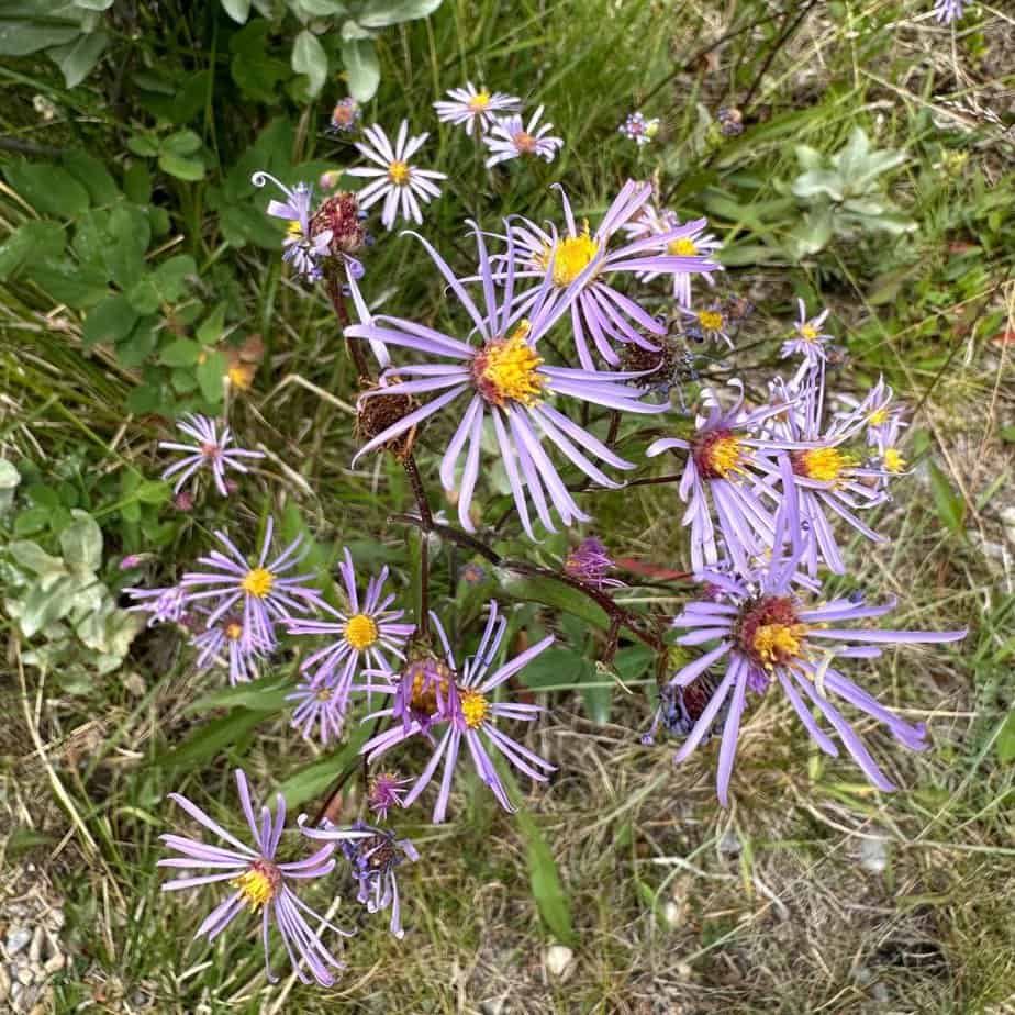 Wildflowers in Banff