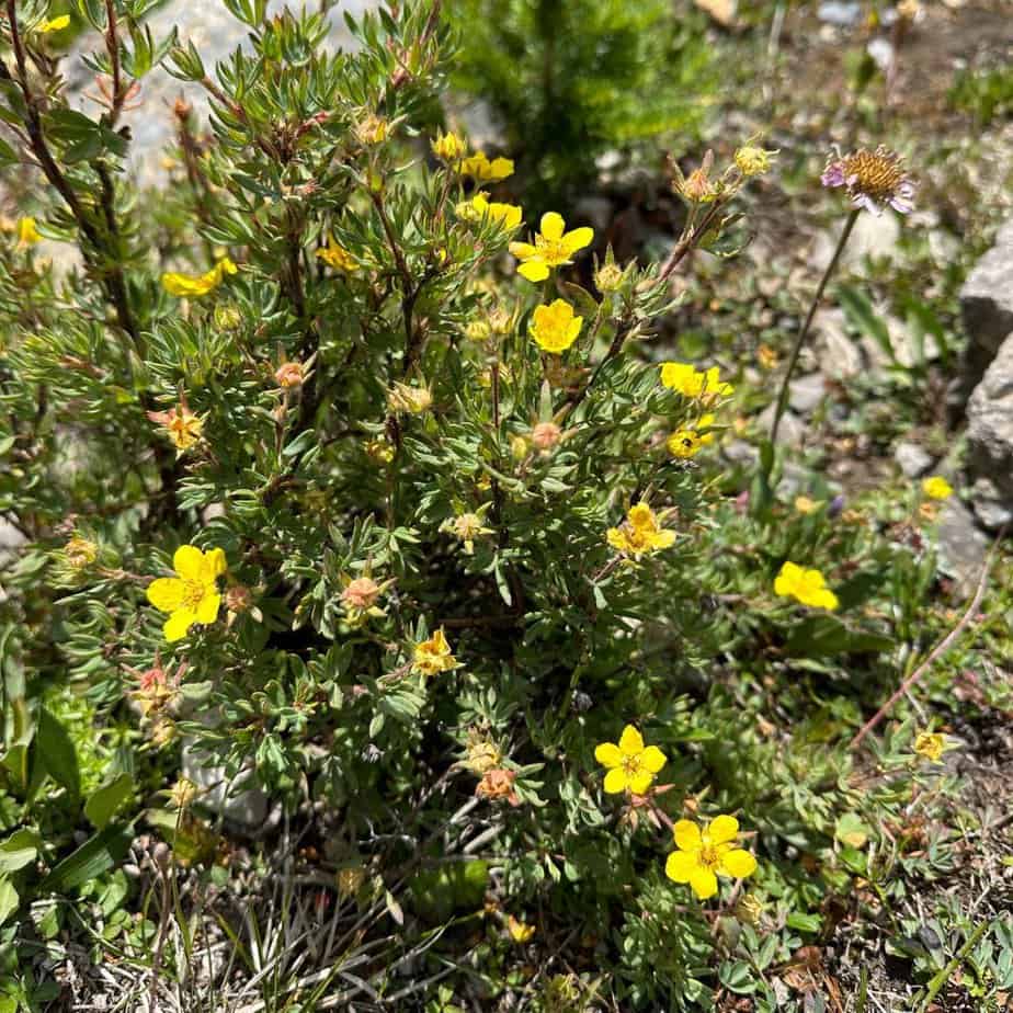 Yellow wildflowers in Canada