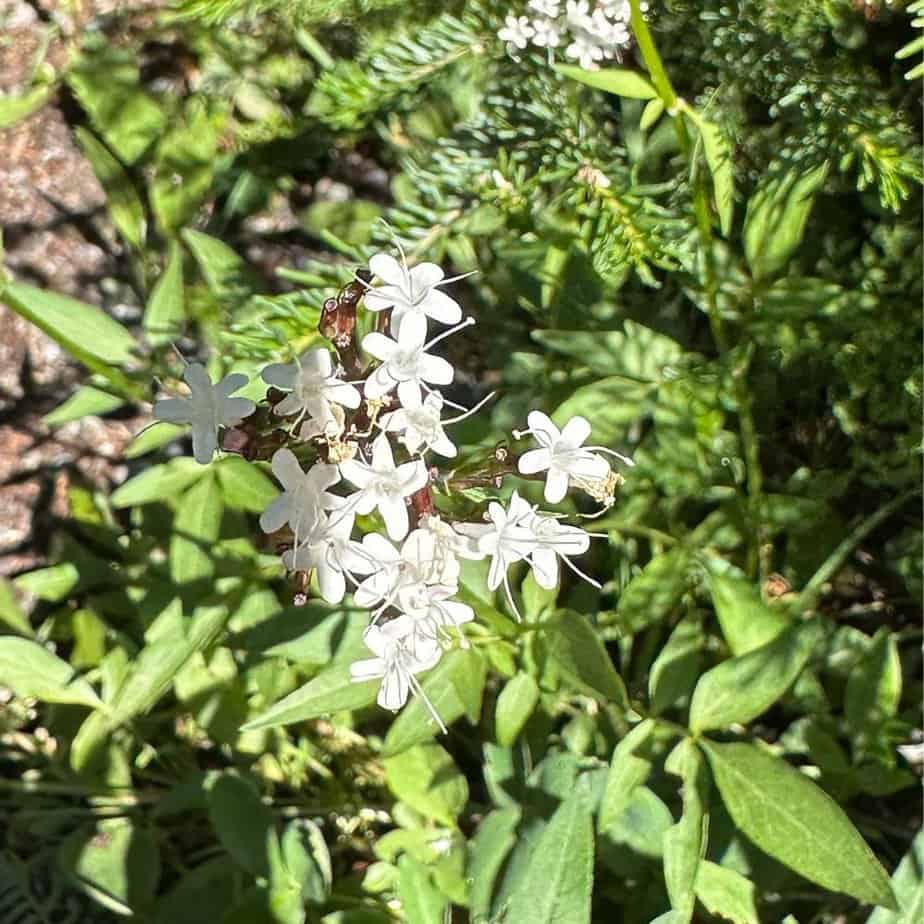 White wildflowers in Canada