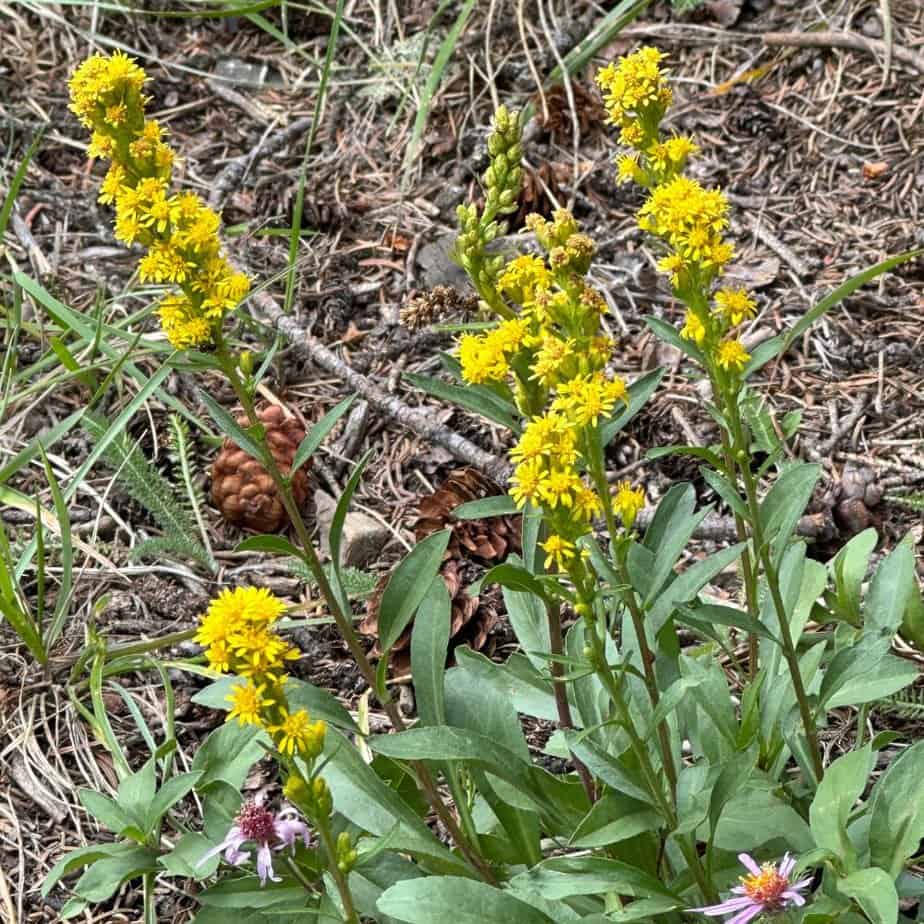 Solidago simplex