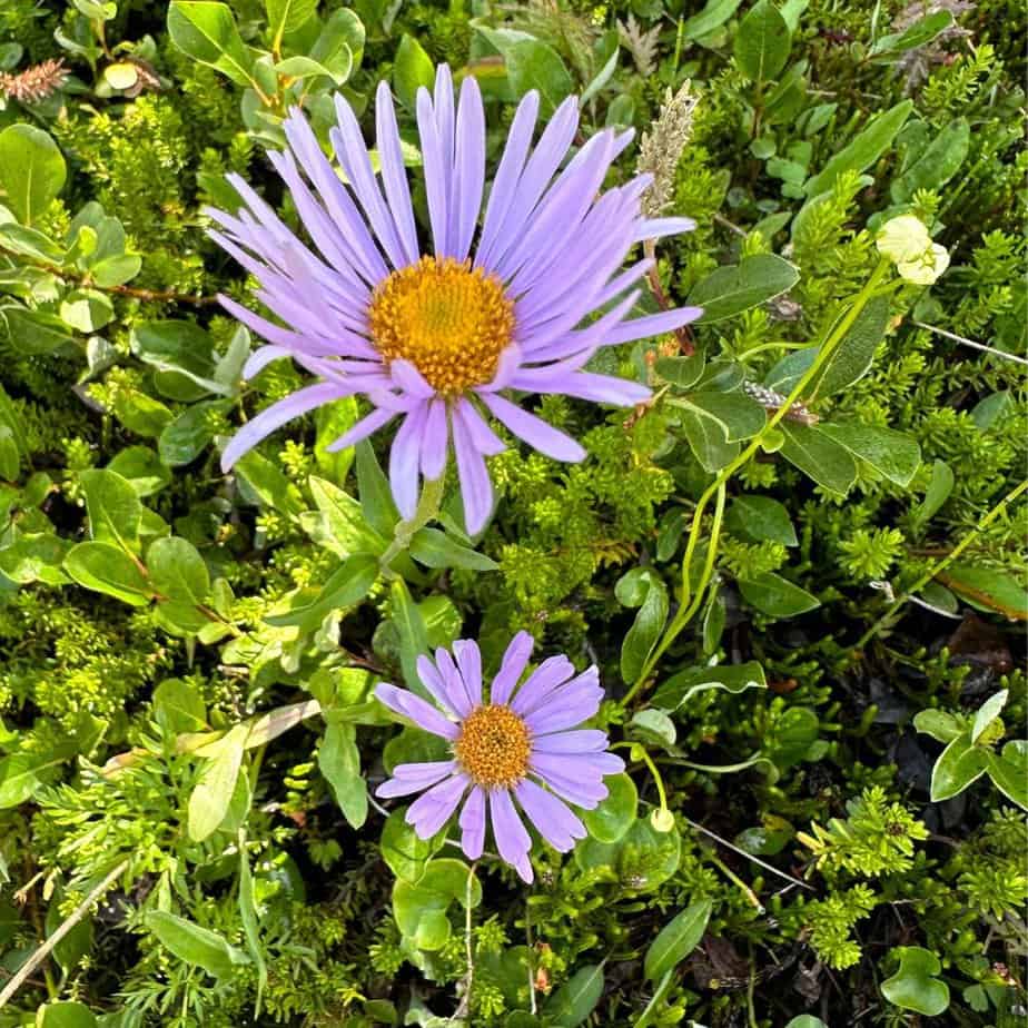 Wildflowers in Alberta