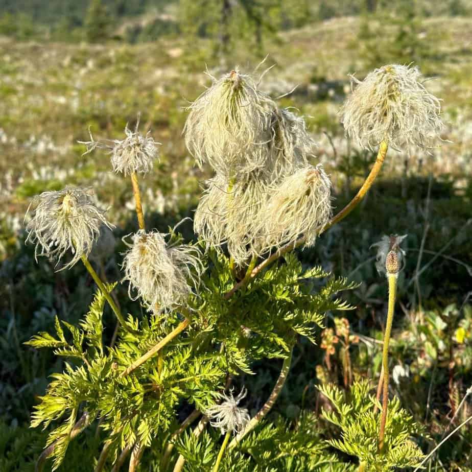 Canadian rockies wildflowers