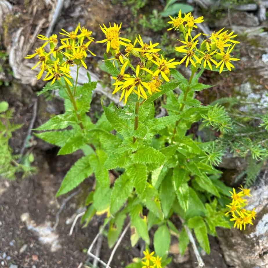 Arrowleaf senecio