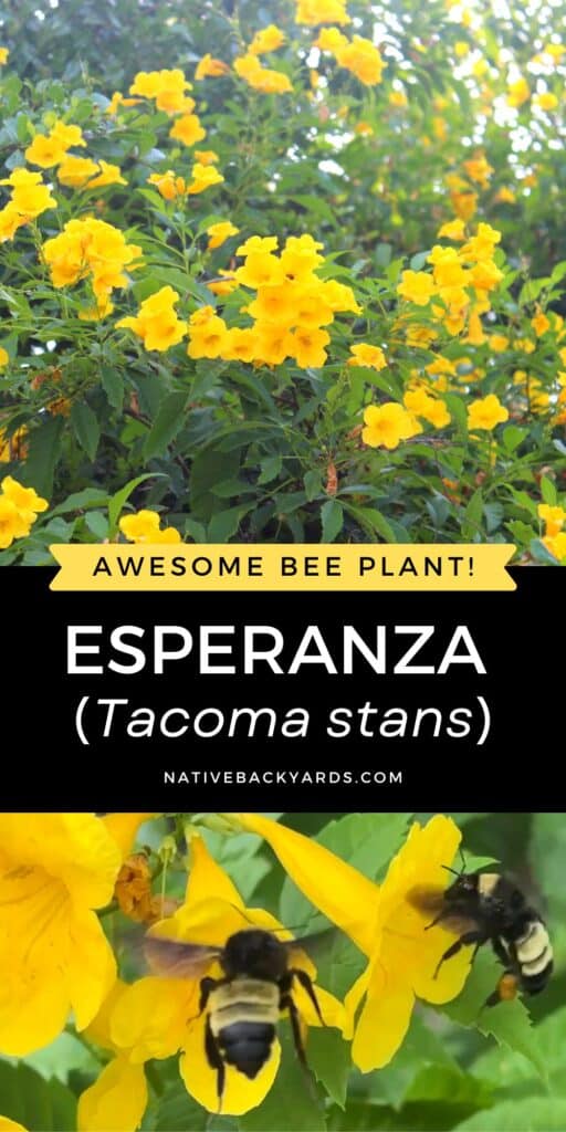 Esperanza is a great Texas native plant for bees!