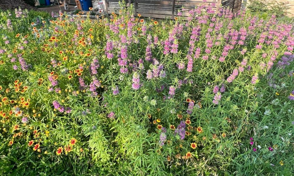 Texas landscaping with wildflowers